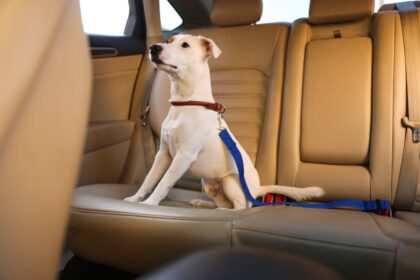 Jack Russel Terrier a hátsó ülésen