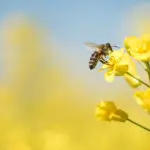 Méhecske mézt vételez - adásvételi szerződés minta