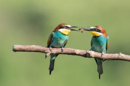 két gyurgyalag az ágon, ajándékozás