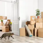 Macska dobozok előtt - CSOK Plusz