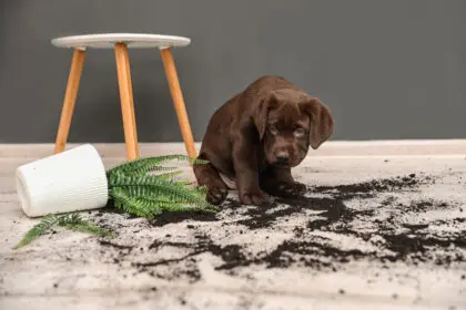 Bűnbánó labrador leborított növénnyel - kártérítés
