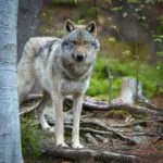 Farkas az erdőben - munkáltatói jogkör