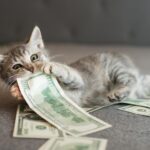 kismacska játszik a pénzzel, kölcsönszerződés