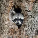 Mosómedve otthonában - tulajdoni lap