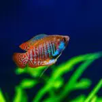 Hal akváriumban - végkielégítés