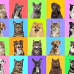 macska kutya collage, társasházak