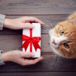 Macskának ajándékot nyújtó kéz