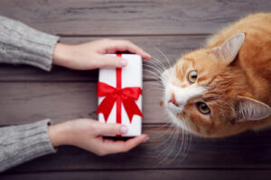 Macskának ajándékot nyújtó kéz