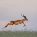 Szökkenő impala adásvételi szerződés