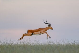 Szökkenő impala adásvételi szerződés