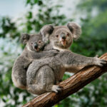 Koala család