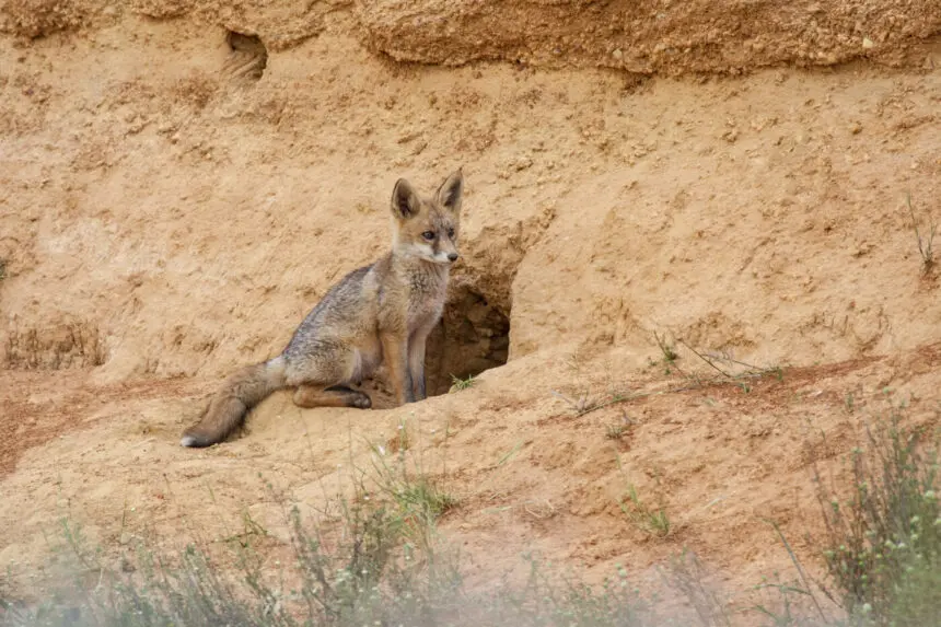 Róka a pampákon - albérlet