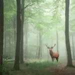 Szarvas az erdőben - munkáltatói jogkör gyakorlója