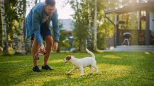 Játék kutyával -Adásvételi szerződés