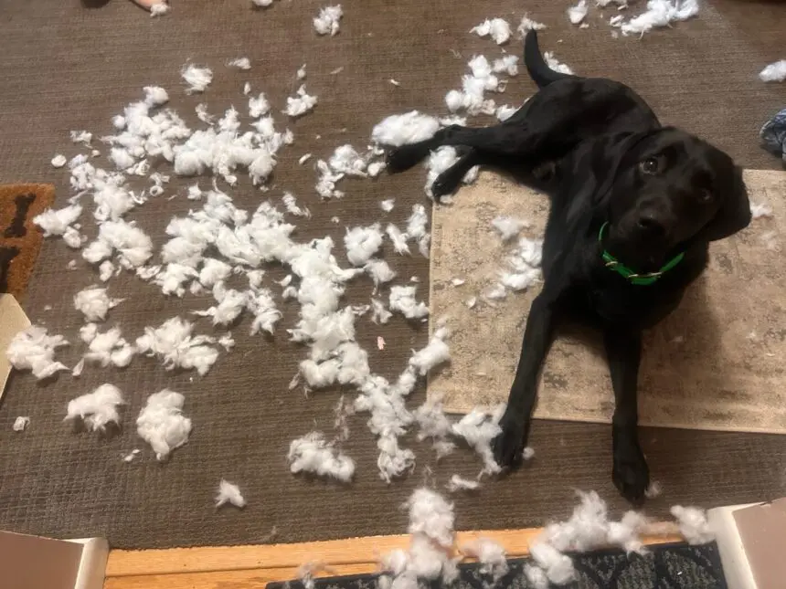 Kutya a tetthelyen - Albérlet