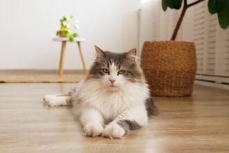 CSOK Plusz és a Babaváró hitel macskával a házban