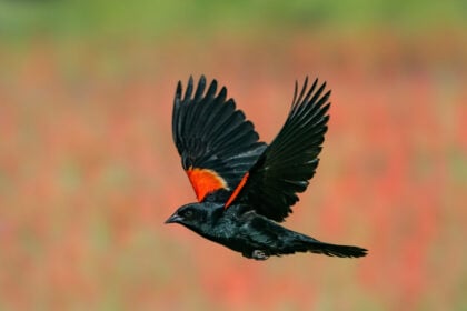 Repülő fekete madár - megbízási szerződés minta