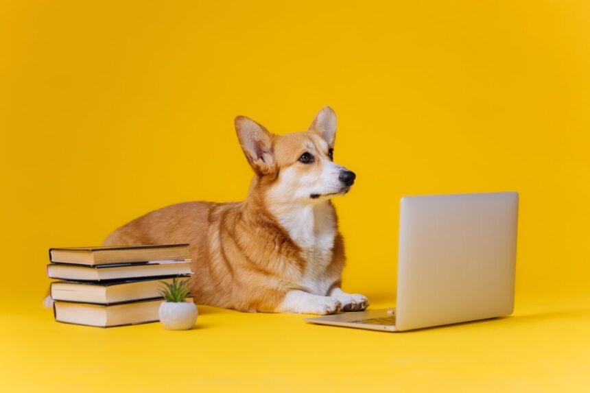 Kutya laptop előtt - Végrendelet minta
